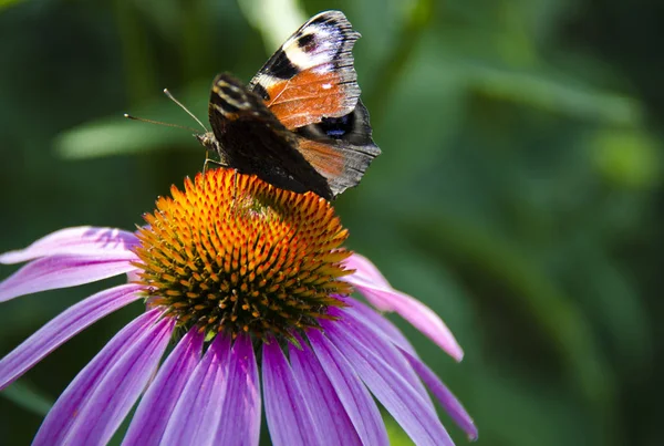 Uma borboleta marrom senta-se em uma flor de echinacea brilhante — Fotografia de Stock