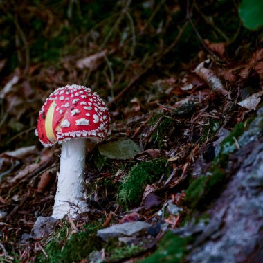 Tüylü bacaklı portakal mantarı yeşil yosun yumuşak bir yastık üzerinde yetişir
