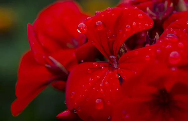 花びらの上に雨滴と赤いゼラニウムの花 — ストック写真