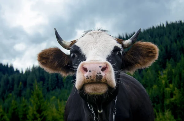 La cabeza de una vaca joven con una nariz rosada contra el telón de fondo de las montañas — Foto de Stock