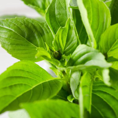 Masada beyaz mermer harç taze yeşil fesleğen