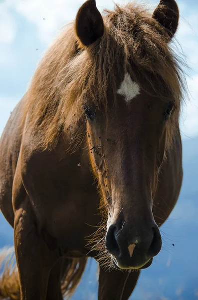 Um cavalo selvagem olha para a distância contra os picos das montanhas dos Cárpatos — Fotografia de Stock