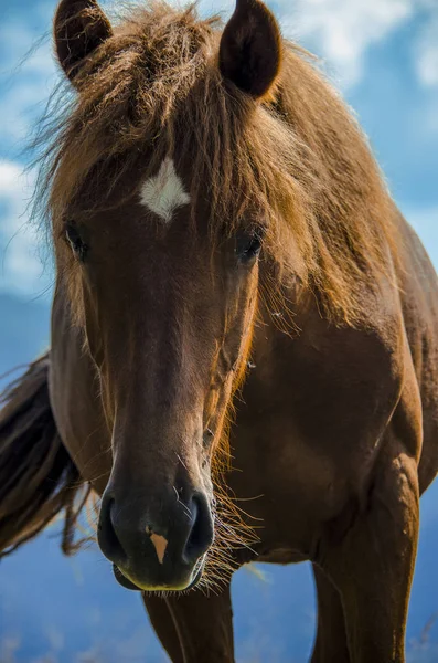 Un cavallo selvaggio guarda in lontananza contro le cime delle montagne dei Carpazi — Foto Stock