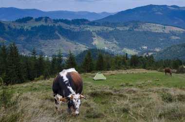 Genç, çok renkli genç bir, dağların yükseklerinde bir dağ sırasının arka planında turist çadırının yanında otluyor.