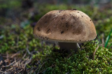 Boletus edulis ormanda yenilebilir mantar.