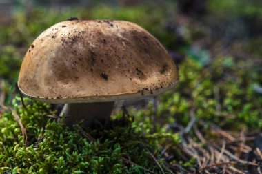 Boletus edulis ormanda yenilebilir mantar.