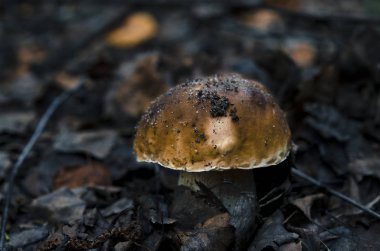 Boletus edulis ormanda yenilebilir mantar.