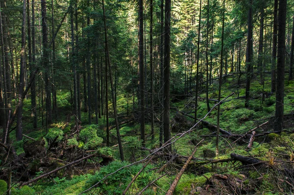 Bos op grote hoogte stenen parcours met wortels van oude wilde hout — Stockfoto