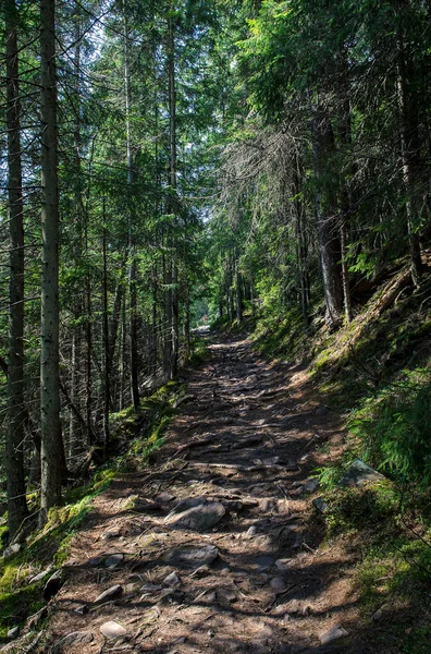 Bos op grote hoogte stenen parcours met wortels van oude wilde hout — Stockfoto