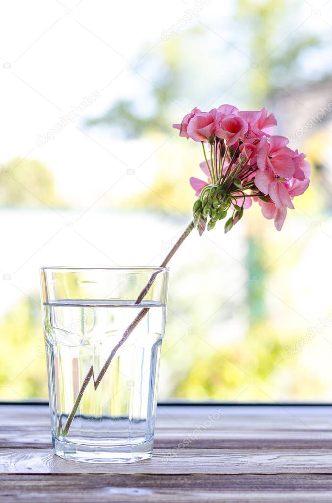 Pink geranium flower stands in a transparent glass glass with clean water on a wooden table