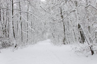 Kış ağaç beyaz kabarık karla kaplı