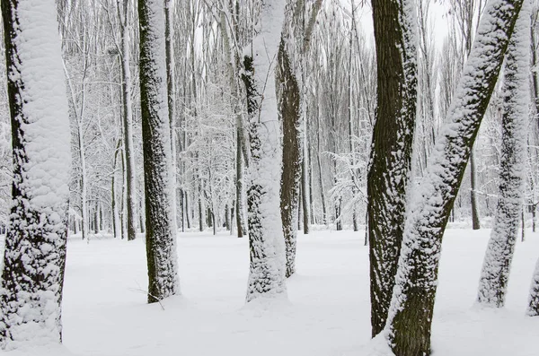 Winter trees covered in white fluffy snow — Stock Photo, Image