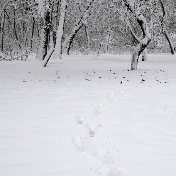 Traces on the white snow that lead to a dark forest covered with snow