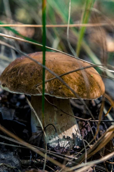 Boletus edulis grzyby jadalne w lesie — Zdjęcie stockowe