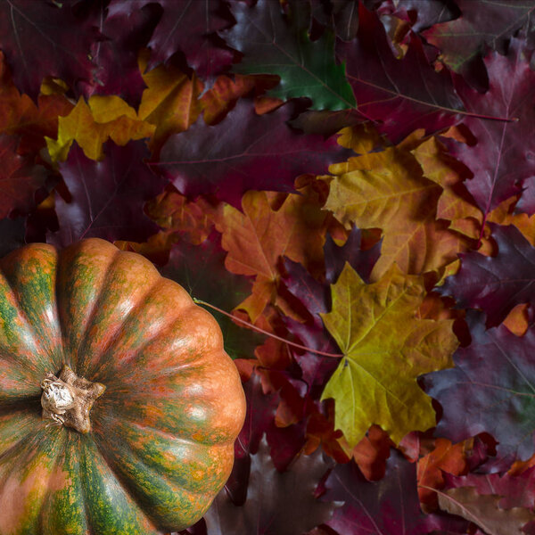The orange textured pumpkin rests on the colorful autumn leaves. Autumn harvest