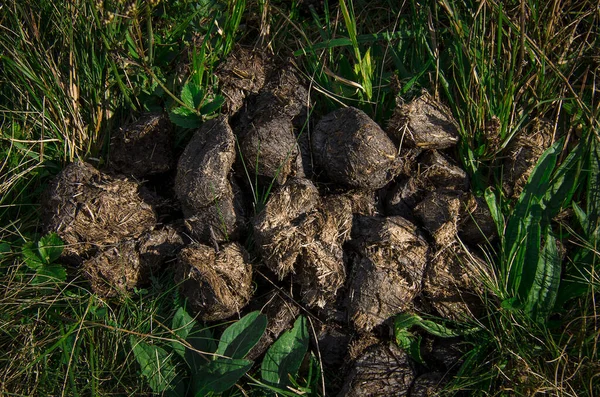 Häst bajs på gräset i fältet sommaren. Häst avföring. — Stockfoto