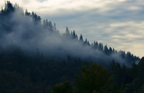 Nevoeiro matutino nas montanhas contra o fundo da antiga floresta de focinhos — Fotografia de Stock