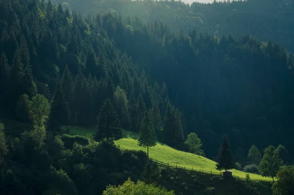 Yeşil çayır ve güneşin altında uzun kozalaklı ağaçlarla sabah dağları manzarası — Stok fotoğraf