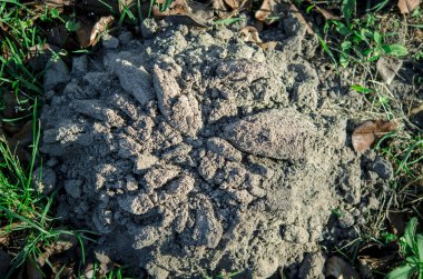 Bahçe haşereleri. Uysallığın sonuçları. Bahçedeki köstebeği yaratan tepe.