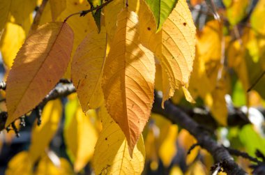 Sarı sonbahar kiraz yaprakları günışığında bir dalda