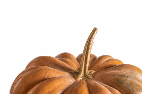 Textured orange pumpkin with a long tail on a white background — ストック写真