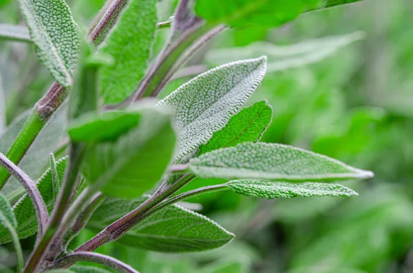 Medicinal herbs. Unconventional medicine. Leaves of medicinal sage — Stock Photo, Image