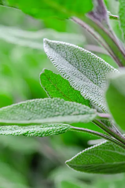 Obat herbal. Obat yang tidak biasa. Daun obat bijak — Stok Foto