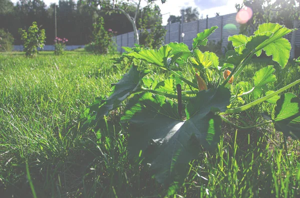 Im Sommergarten wächst ein Zucchini-Strauch mit großen Blättern und gelben Blüten — Stockfoto