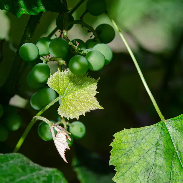 A green bunch of organic grapes among the green leaves in the garden — Stock Photo, Image