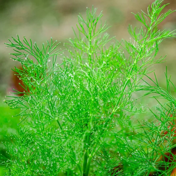 Ein kleiner Tropfen Regen auf einem grünen Dillzweig in einem Garten — Stockfoto