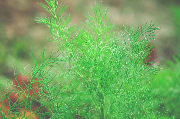 Ein kleiner Tropfen Regen auf einem grünen Dillzweig in einem Garten — Stockfoto