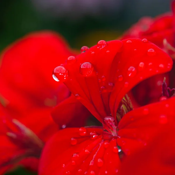 ペラルゴニアの赤い花弁に雨が降った後の露の滴. — ストック写真