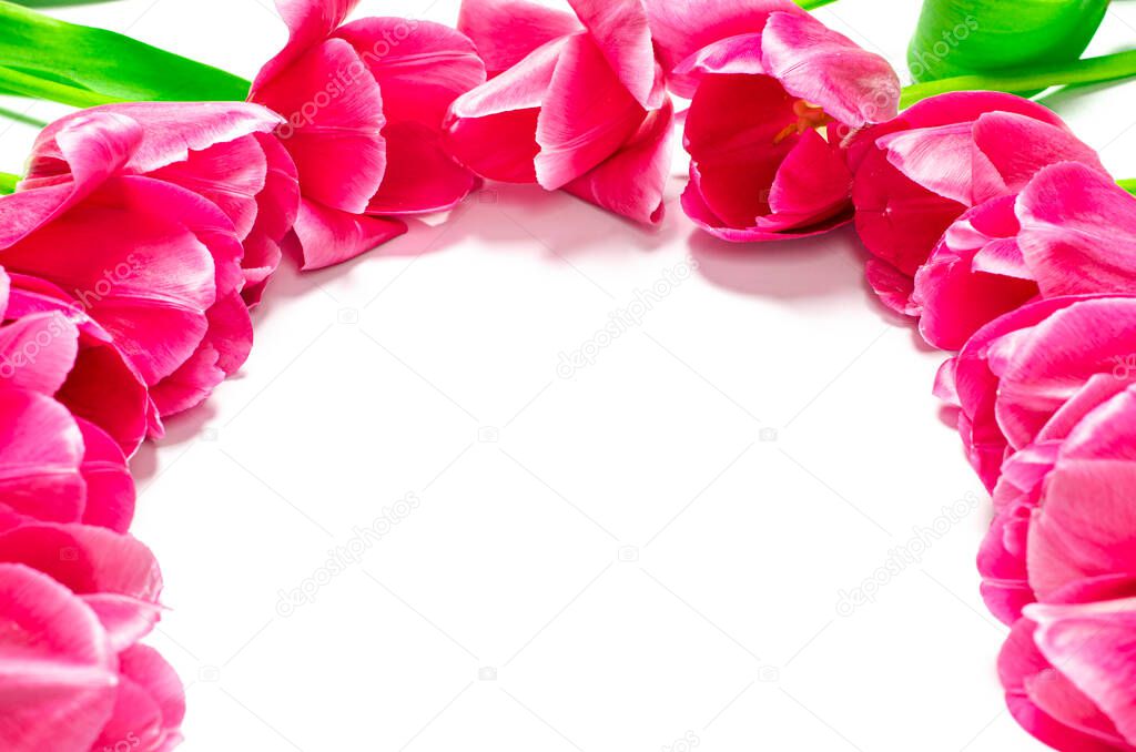 Pink tulips with green leaves lie on a white background