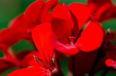 Parlak kırmızı sardunya çiçeği bahçesi, yakın plan. Çiçek arkaplanı