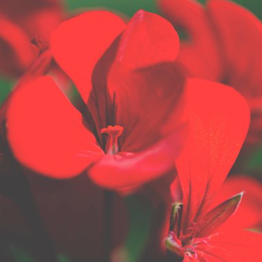 Parlak kırmızı sardunya çiçeği bahçesi, yakın plan. Çiçek arkaplanı