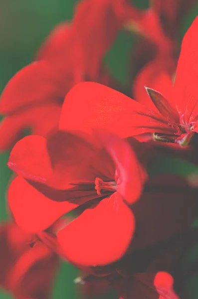 明るい赤のゼラニウムの花の庭のクローズアップ 花の背景 — ストック写真