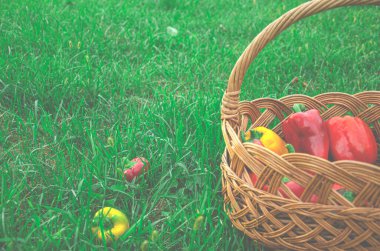 Organik yiyecekler. Taze biber hasadıyla örülmüş sepet.