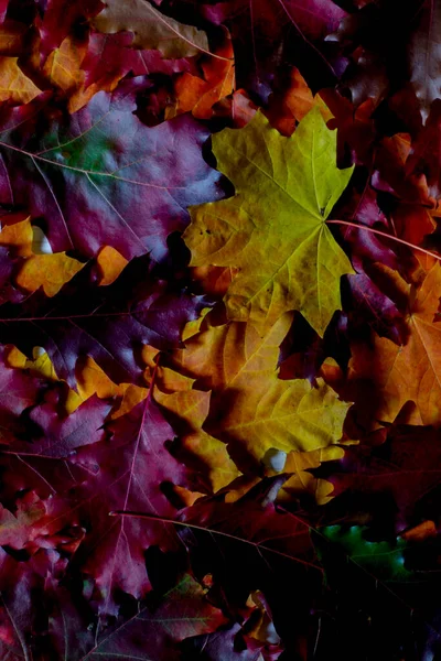 Gelbe Rote Orangefarbene Und Lila Herbstblätter Liegen Auf Dem Tisch — Stockfoto