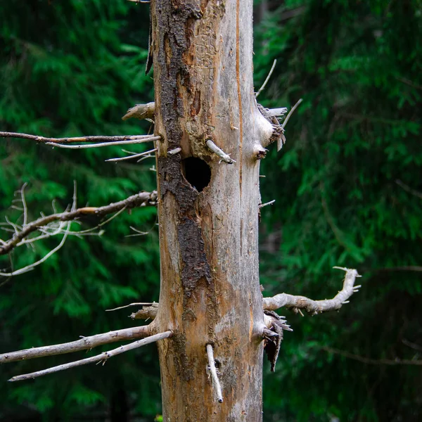 Viejo Árbol Seco Con Una Ardilla Hueca Bosque Antiguo Naturaleza — Foto de Stock