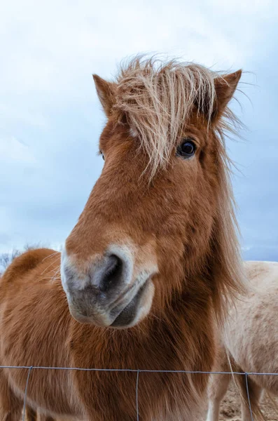 Cheesy Brown Woolen Head Icelandic Horse Dark Blue Icelandic Sky — Stock Photo, Image