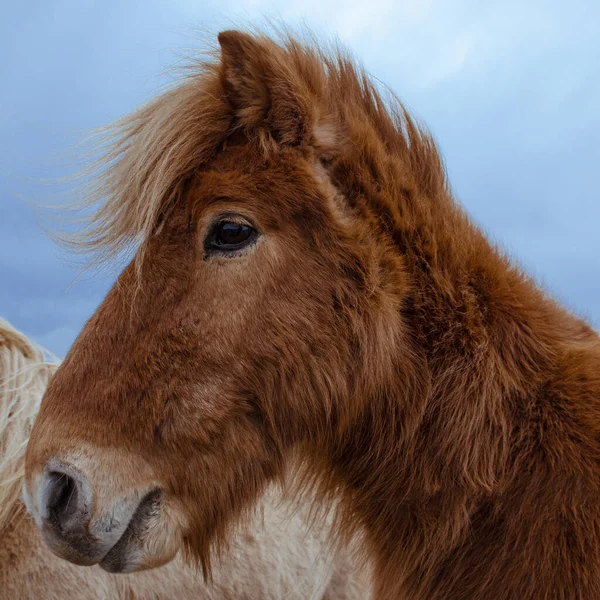 Islandshästs Ostbruna Ullhuvud Den Mörkblå Islandshimlen Rolig Och Galen Islandshäst — Stockfoto