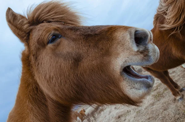 アイスランドの馬 濃い青のアイスランドの空のチーズの茶色の毛織物の頭 おかしいと狂気のアイスランドの馬 — ストック写真