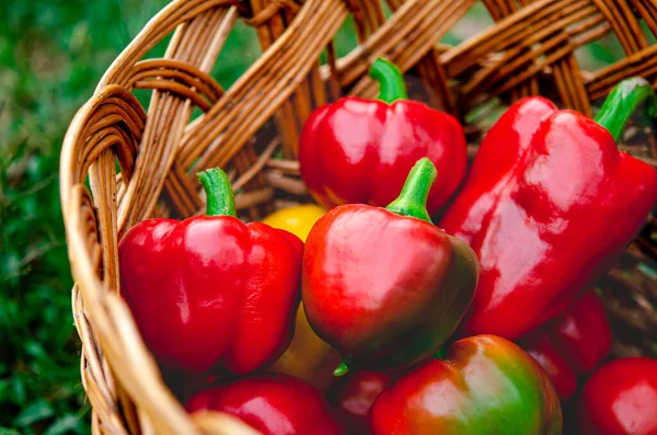 De la nourriture biologique. Le concept de saine alimentation. La récolte automnale de poivrons rouges doux se trouve dans un panier — Photo