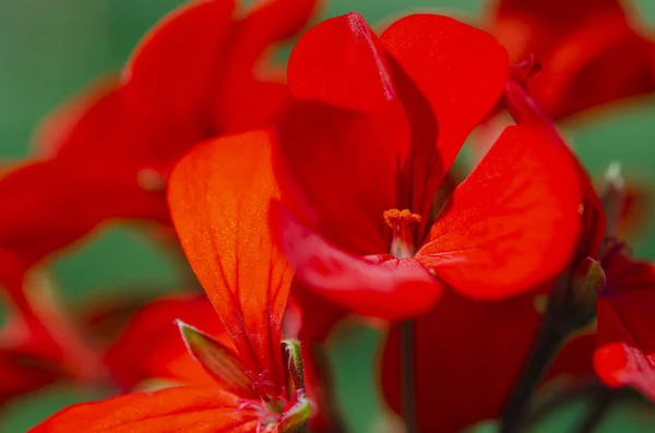 植物の背景。花の背景。庭のゼラニウムの明るい花 — ストック写真