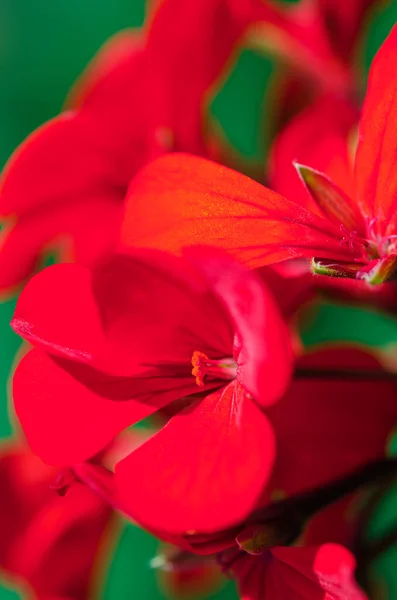 植物の背景。花の背景。庭のゼラニウムの明るい花 — ストック写真