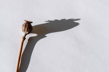 Keskin gölgeli gelincik beyaz arka planda yatıyor. Bağımlılıkla mücadele