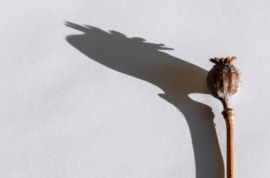 Keskin gölgeli gelincik beyaz arka planda yatıyor. Bağımlılıkla mücadele
