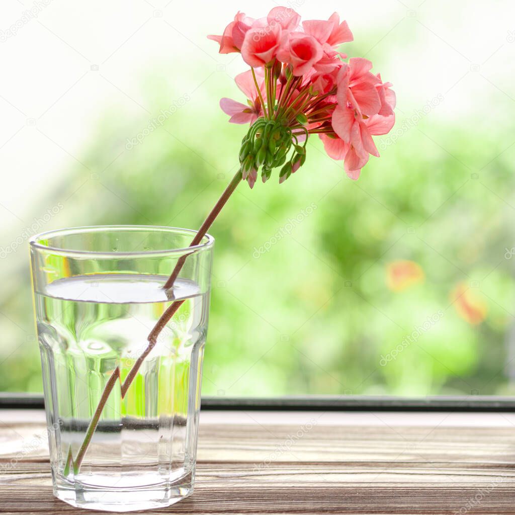 A pink geranium flower stands in a glass of clean water on a wooden windowsill next to books