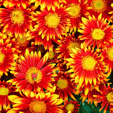 Açık hava bahçesinde parlak sonbahar kasımpatı çiçekleri yetişir. Çiçek arka planı