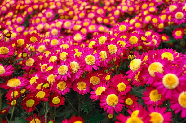 Garten Unter Freiem Himmel Wachsen Helle Chrysanthemenblüten Herbst Floraler Hintergrund — Stockfoto